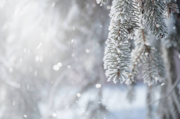 istock Icy-covered spruce branches in sunlight and falling sparkling snow. Christmas background. 1185972302