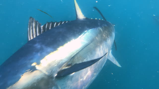 Footage of Bluefin Tuna fish eating on the surface and underwater. Slow motion.