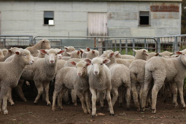 Flocks of young unshorn lambs seperated, in the sheep yards, from their parents, out the front of the shearing sheds waiting to be shorn, on a small family farm in rural Victoria, Australia rebaños de jóvenes corderos sin cuernose separados, en los patios de ovejas, de sus padres, en la parte delantera de los cobertizos de cizallamiento esperando ser descuartizados, en una pequeña granja familiar en la zona rural de victoria, australia