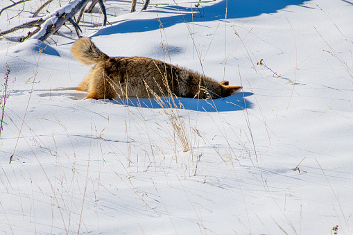 A coyote hunting in Yellowstone National Park in the winter.