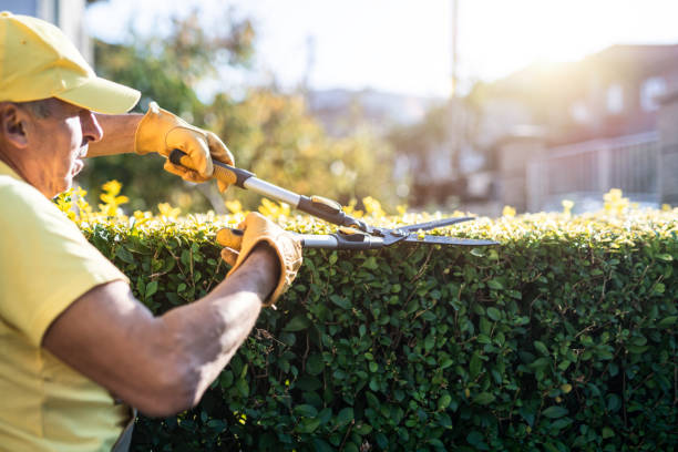 istock Gardener Trimming Hedge In Garden 1185978467