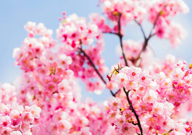 istock Pink Cherry Blossom Against Blue Sky 1185978468