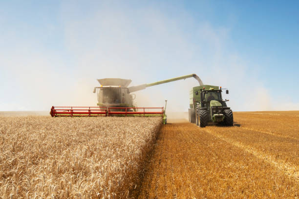 istock Combine harvesting on field. 1185978479