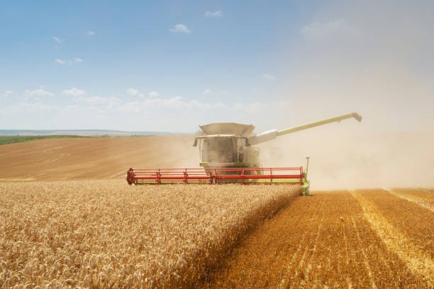 istock Combine harvesting wheat. 1185978482