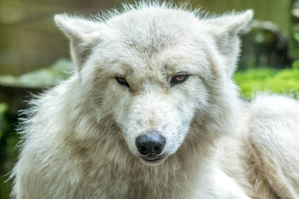 istock Arctic Wolf closeup in rain 1185978959