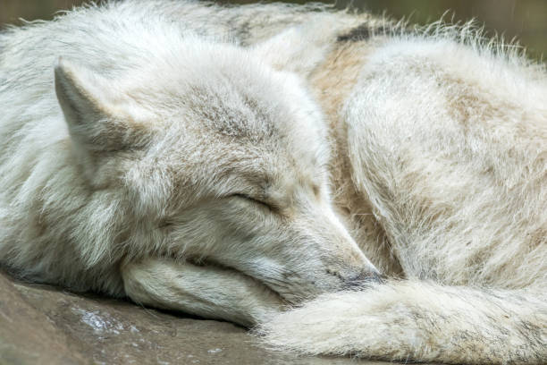 istock Arctic Wolf also known as White Wolf, curled up taking a nap 1185978963