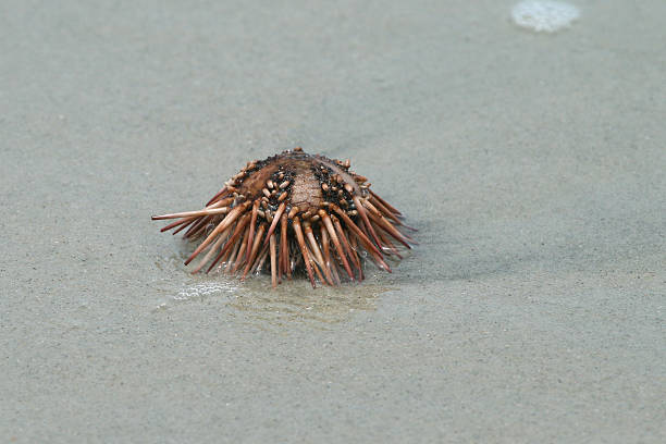 Sea Urchin Beached stock photo