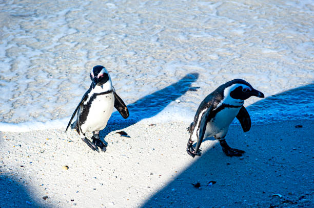 istock South African Penguins 1185979804
