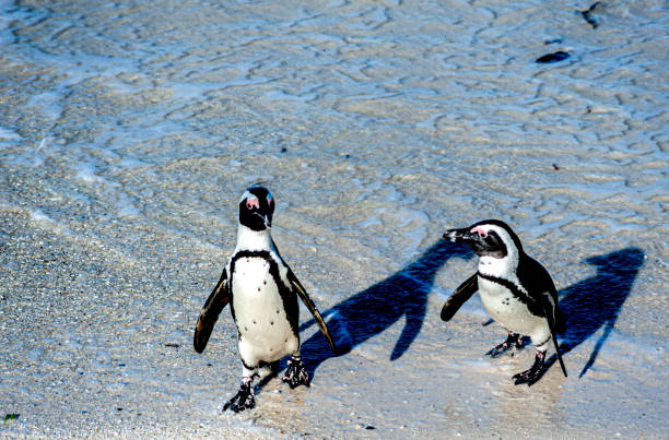 istock South African Penguins 1185979935