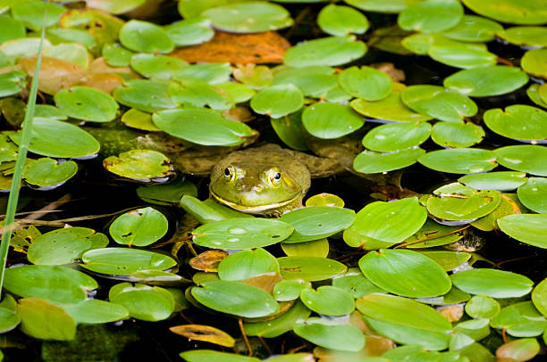 Frog Peeking From Lily Pads stock photo