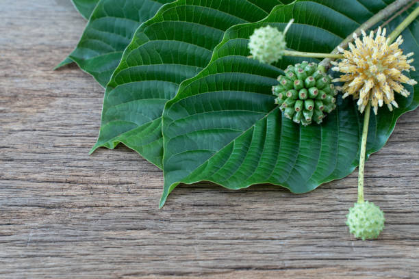 mitragyna speciosa o hojas de kratom es droga de la planta. es una planta medicinal y es adictiva. - depressant fotografías e imágenes de stock