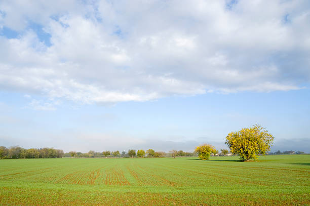Wheat field in fall stock photo