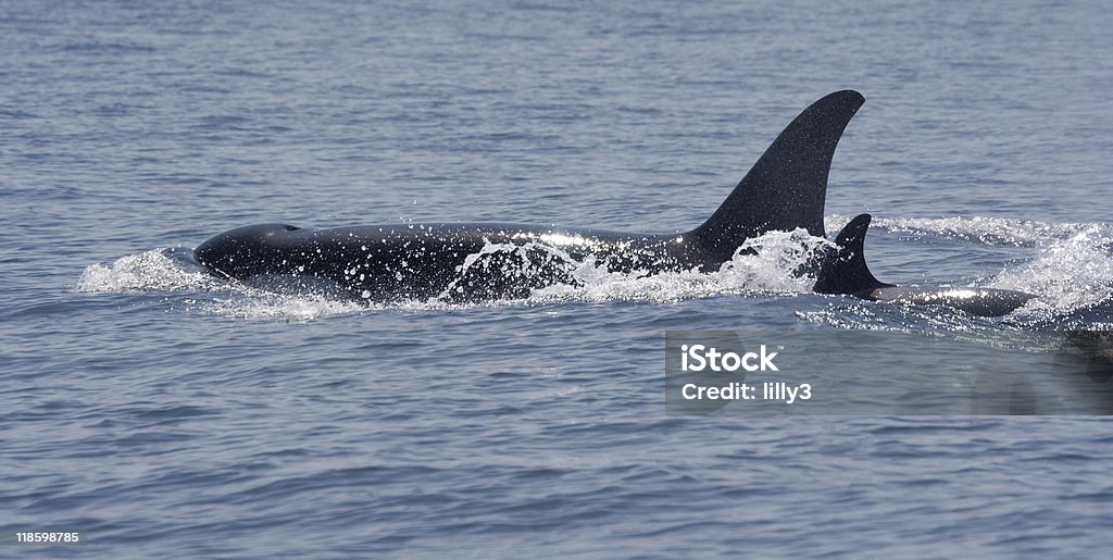 Ballena orca con la pantorrilla y Blowhole - Foto de stock de Aleta - Parte del cuerpo animal libre de derechos