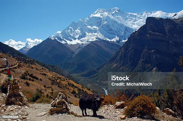 Yak Stockfoto und mehr Bilder von Abenteuer - Abenteuer, Annapurna-Schutzgebietprojekt, Asien