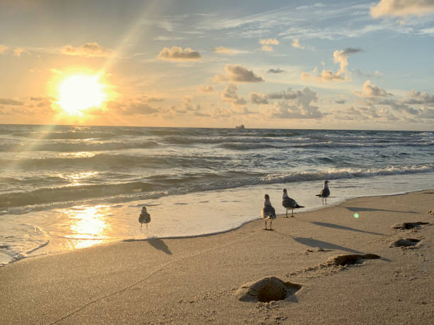 istock bird flying on the beach at sunrise 1185991631
