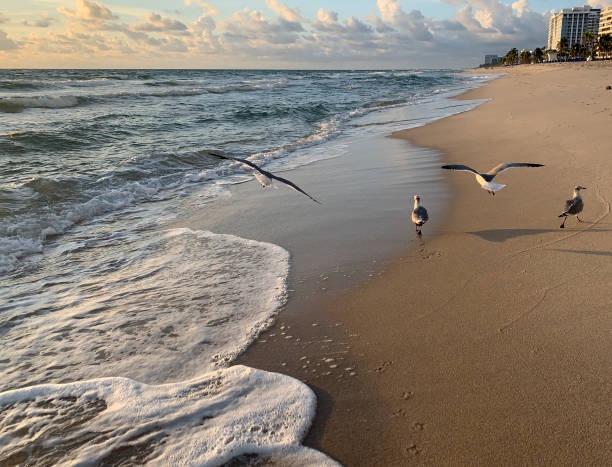 istock bird flying on the beach at sunrise 1185991664