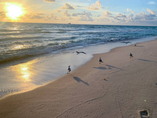 bird flying on the beach at sunrise