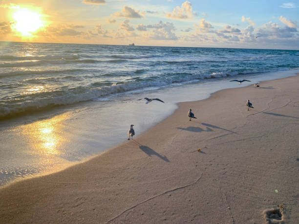bird flying on the beach at sunrise stock photo
