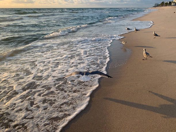 istock bird flying on the beach at sunrise 1185991704