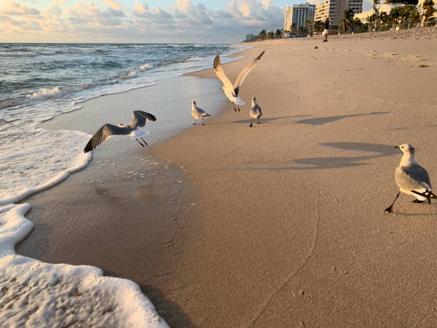 istock bird flying on the beach at sunrise 1185991754