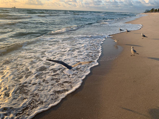 istock bird flying on the beach at sunrise 1185991779