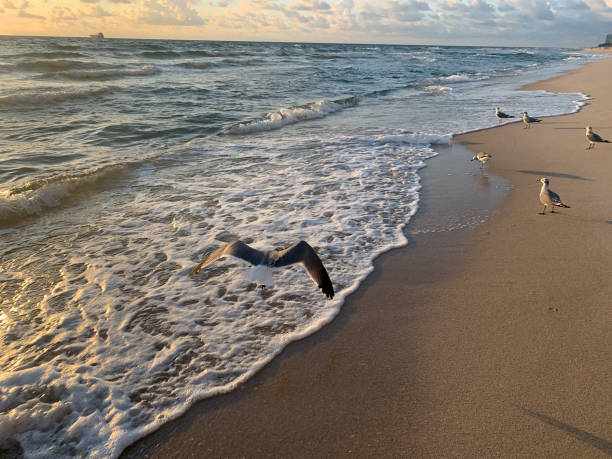 istock bird flying on the beach at sunrise 1185991787