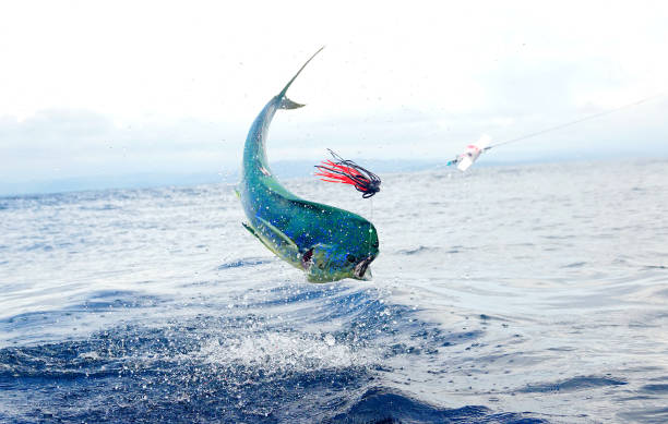 istock Dolphin fish in the air 1185996636