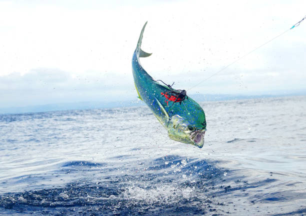 istock Dolphin fish in the air 1185996657