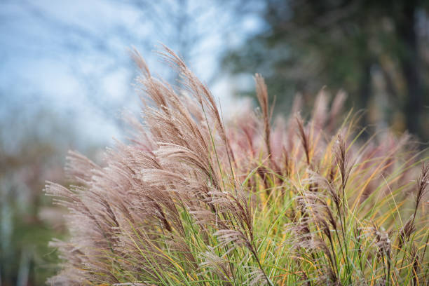 istock Autumn Golden Reed 1185996950