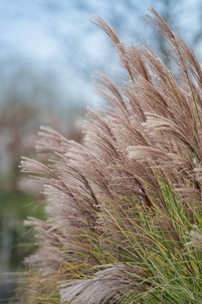 istock Autumn Golden Reed 1185996973