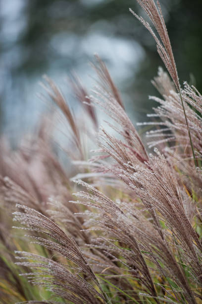istock Autumn Golden Reed 1185997194