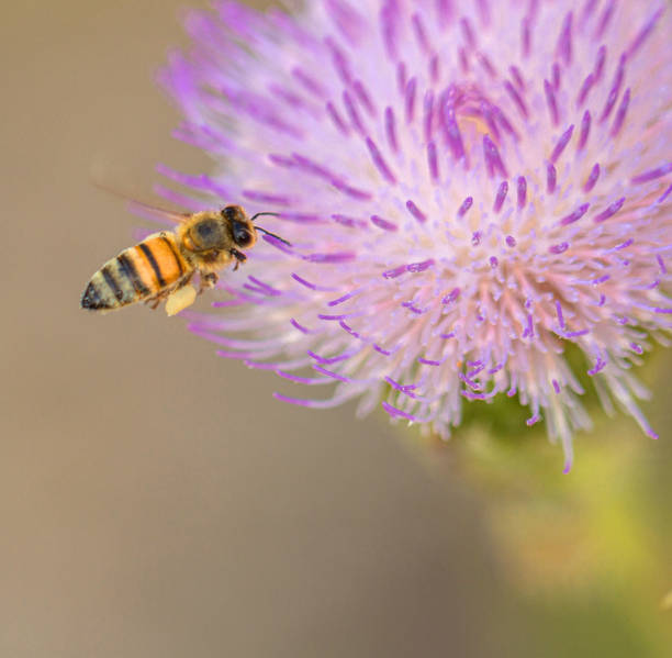 istock Bee Looking for Nectar in Purple Flower, Florida 1185998081
