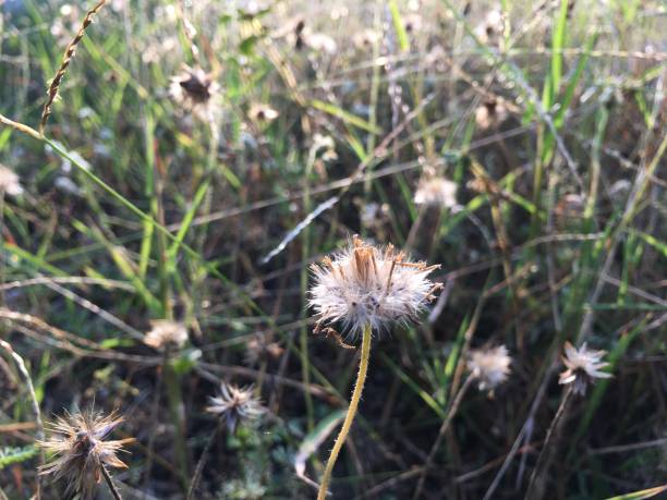 istock Flower grass in the morning 1185998119