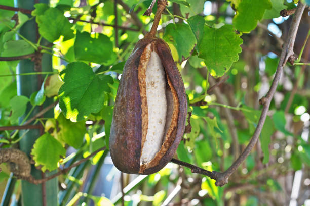 istock Akebia quinata 1186000494