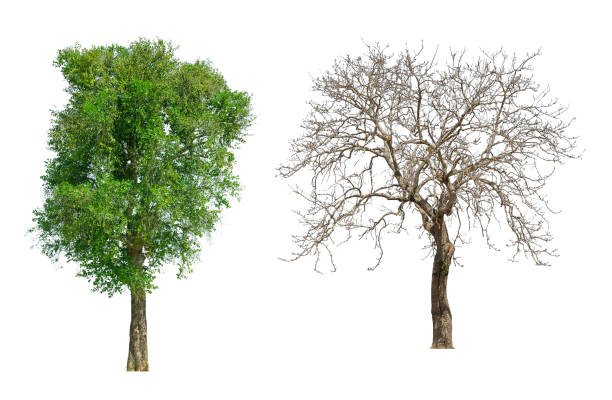 istock collections green tree isolated. green tree  isolated on white background. 1186001944