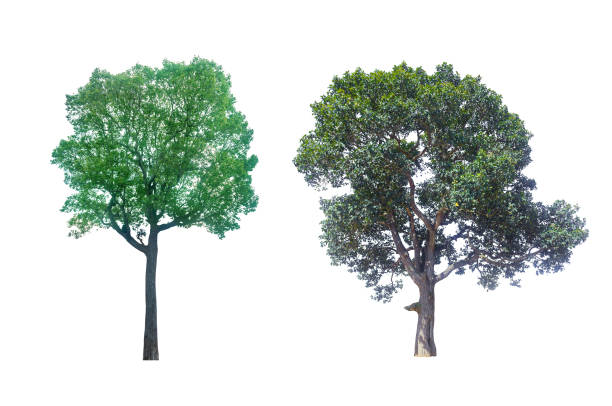 istock collections green tree isolated. green tree  isolated on white background. 1186002035