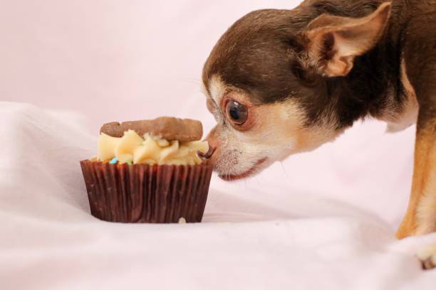 istock Chihuahua dog eating 1186002069