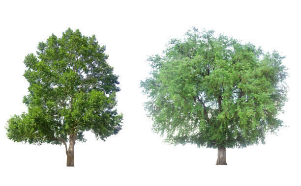 istock collections green tree isolated. green tree  isolated on white background. 1186006682