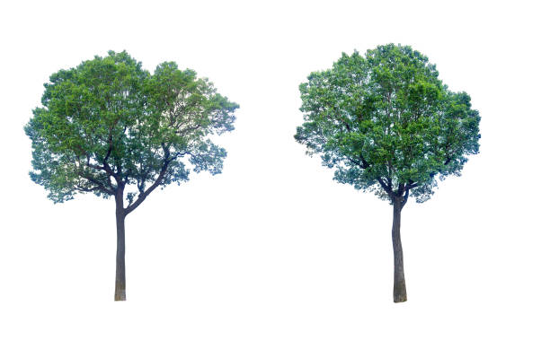 istock collections green tree isolated. green tree  isolated on white background. 1186006780