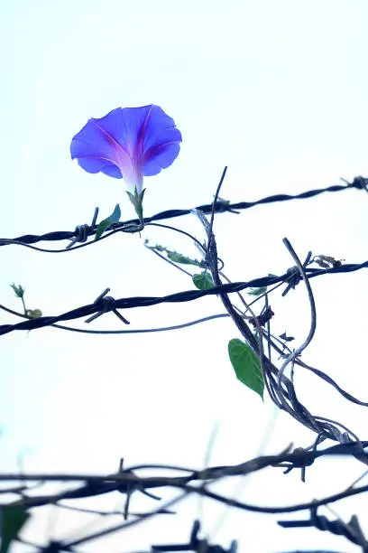 Morning Glory Growing on barbed Wire.