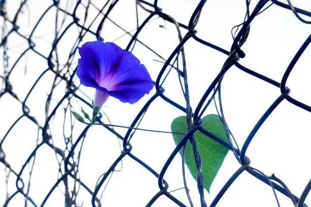 Morning Glory Growing on barbed Wire.