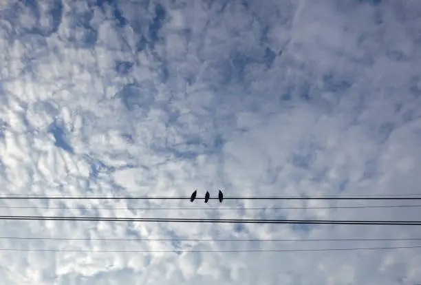 Three Birds on a  Wire in front of Cloud Filled Sky