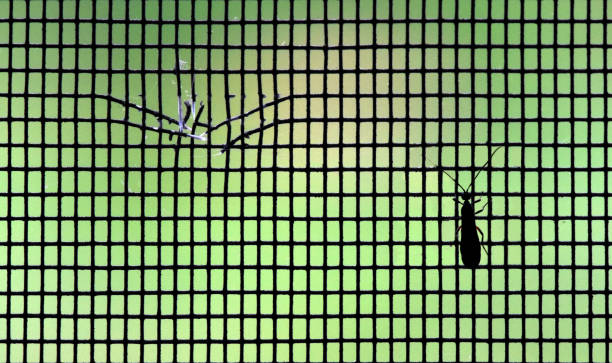 a-bug-on-a-broken-screen-door.jpg?s=612x612&w=0&k=20&c=dF7NcAUfcWpsKvA1Rzf8DQCg3mF9YK_-cle7UL3mgJY=