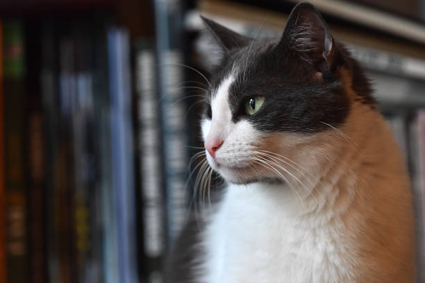 Cat in Profile