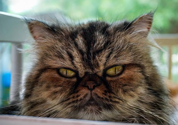 Portrait of Gray Persian cat