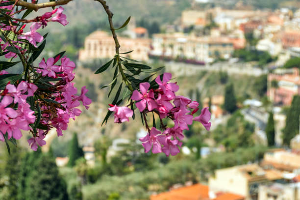 istock Famous tourist destination Taormina, Sicily 1186016623