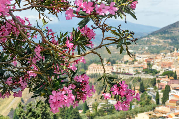istock Famous tourist destination Taormina, Sicily 1186016627