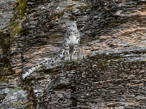 A   Snow Leopard from above. This is on a hillside rock wall in the autumn.