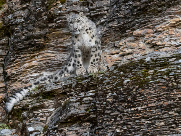 istock Snow Leopard Staring on Rocky Hill Natural Autumn Setting 1186016900