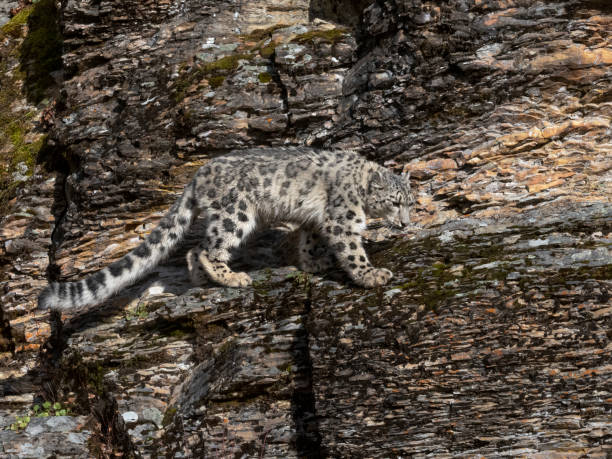 istock Snow Leopard Autumn Looking Down Rocky Hill Natural 1186017073